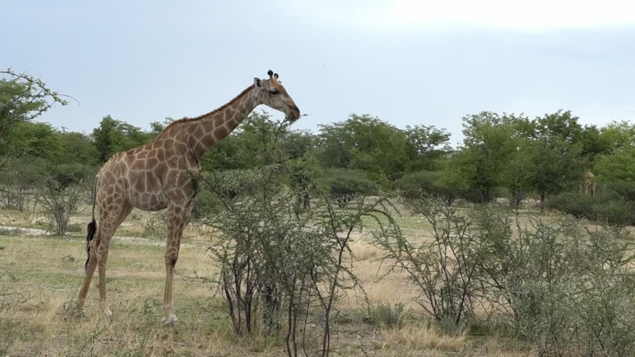 나미비아 에 있는 에토샤 국립 공원 에서 먹이를 먹는 지라프