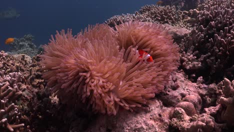 clown fish swimming in sea anemone with sea turtle passing in the background far away in the blue ocean