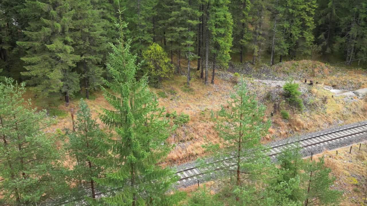 Forest with Railway Tracks