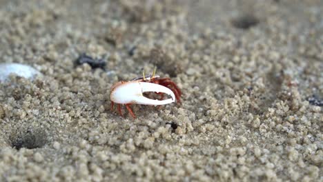 un cangrejo violonchelero de arena macho salvaje con garras desajustadas, buscando alimento y bebiendo minerales del plano de marea, consumiendo micronutrientes y formando pequeñas bolitas de arena, tiro de cerca