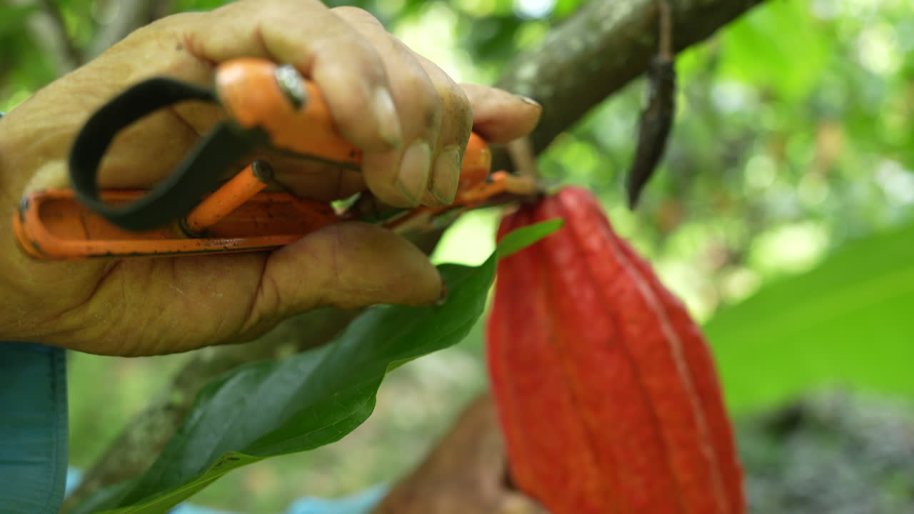 Detailed close-up of an elderly hand pruning a plant branch with shears in a lush, green garden setting. Natural daylight enhances the serene and focused atmosphere