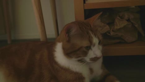 relaxing-cat-on-the-floor-with-brown-and-white-color