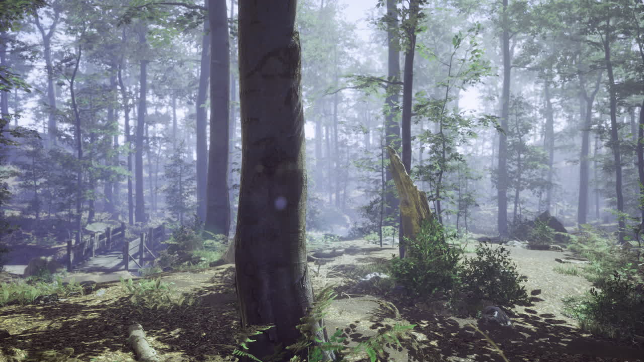 Mysterious forest path with fog in a serene woodland setting