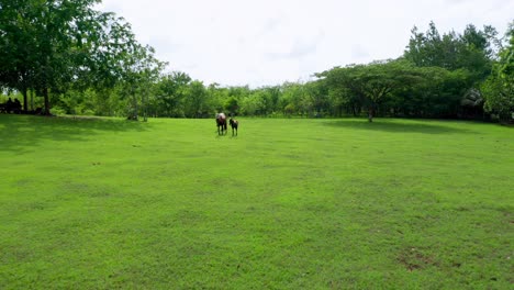 drone vola verso due cavalli e un puledro che cammina attraverso un campo verde circondato da alberi in una bella giornata