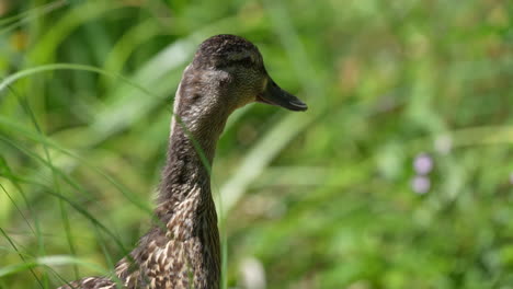 Macro-shot-of-wild-duck-resting-between-green-grassy-plants-in-wilderness-at-sun---prores-4k-high-quality-shot