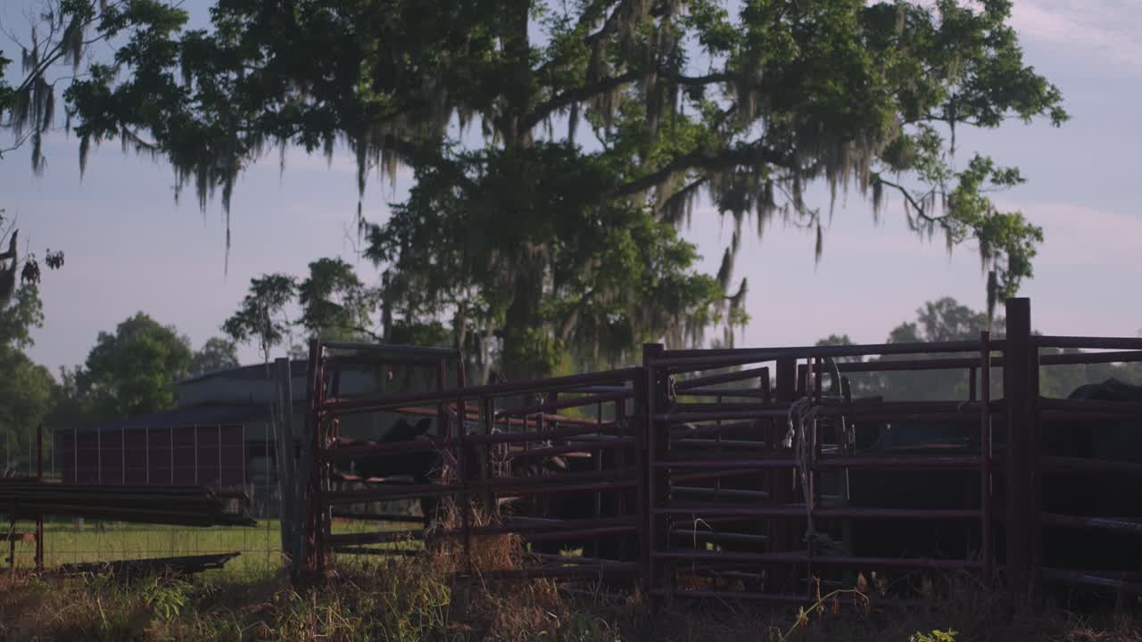 Cattle behind a fence on a farm with large trees and Spanish moss