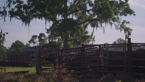 cattle behind a fence on a farm with large trees and spanish moss