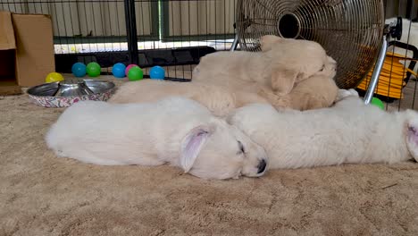 golden retriever puppies laying next to each other near large floor fan indoors