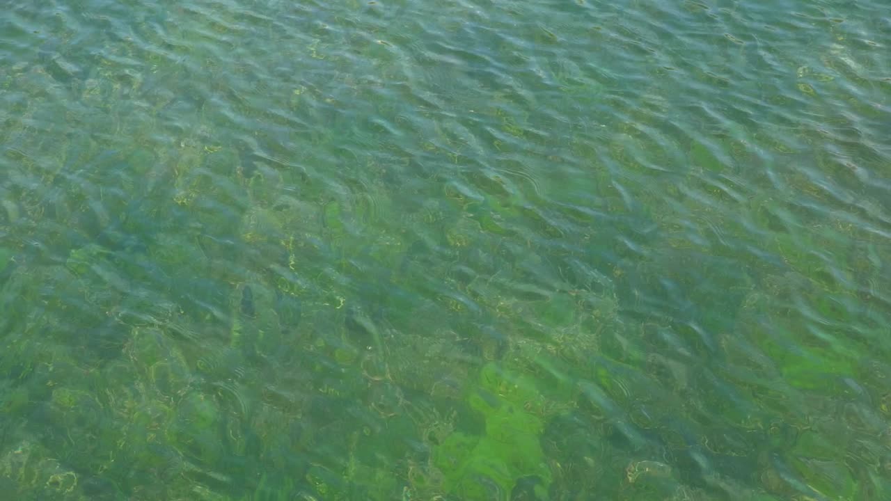Gentle ripples on green seabed in slow motion
