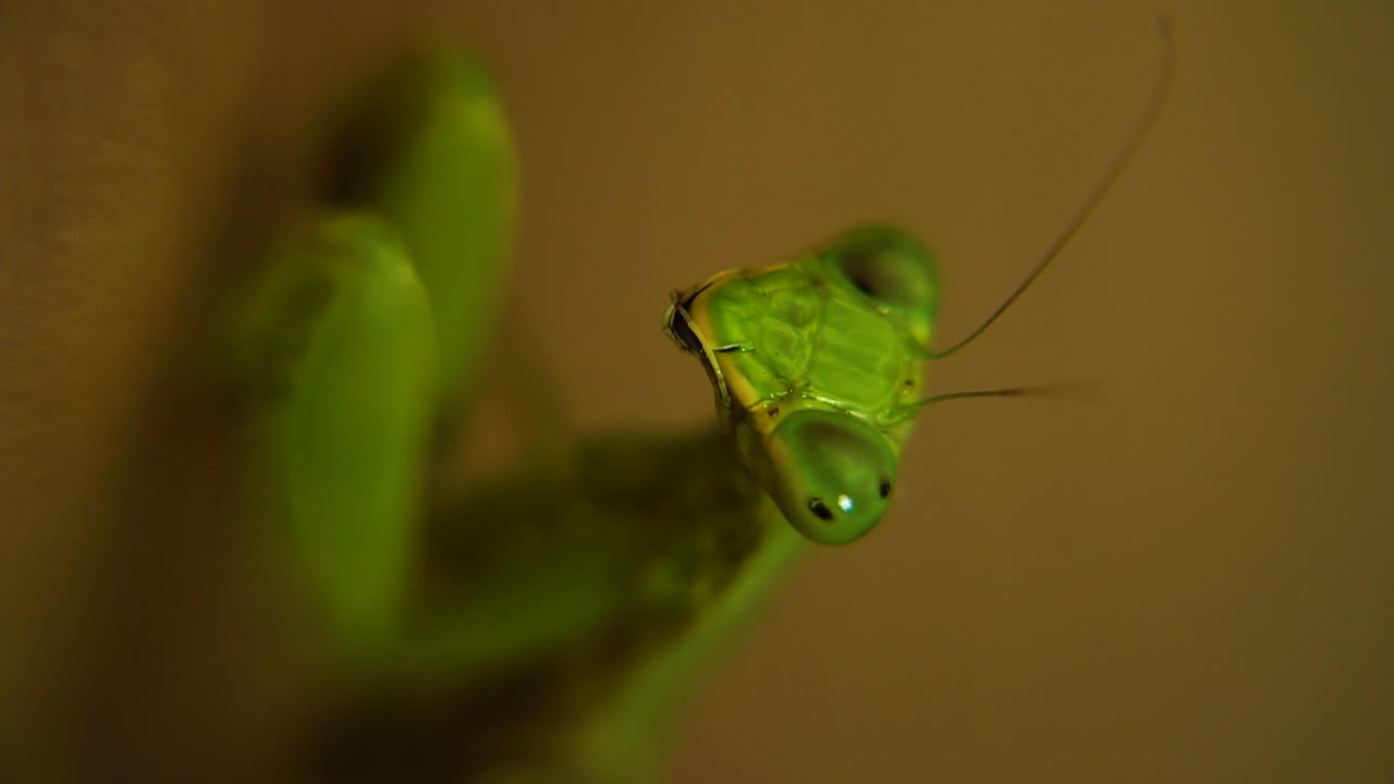 Close-up macro shot of the head of a praying mantis