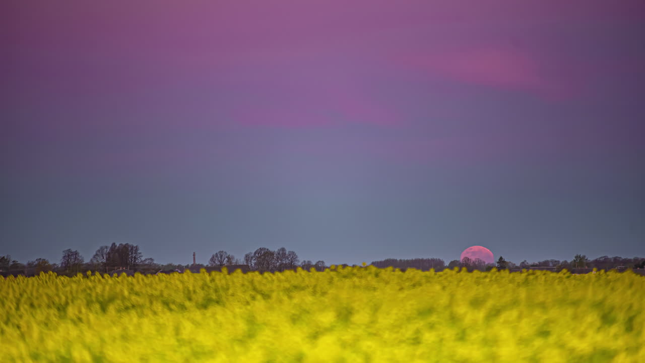 황혼에 노란색 강간 필드의 지평선에 보라색 보름달 설정의 시간 경과 - 빠른 속도로 moonset