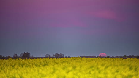 time lapse of purple full moon setting at horizon of yellow rape field at dusk - moonset in fast speed
