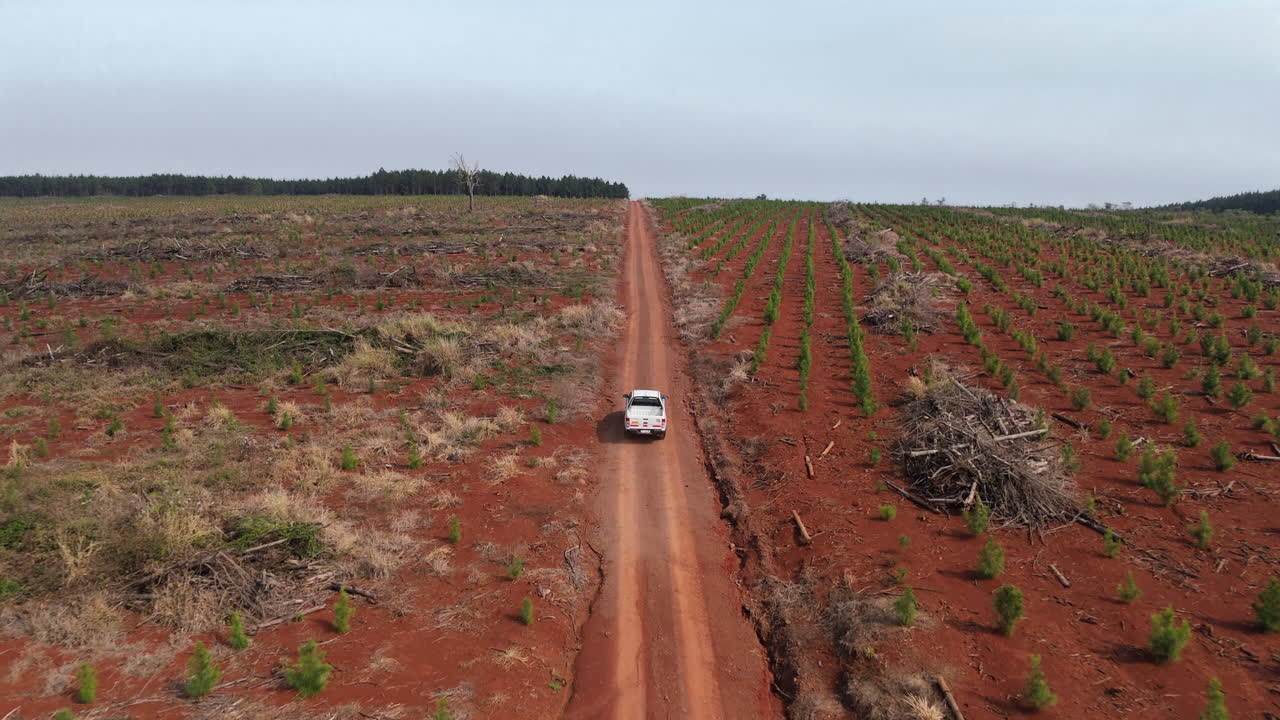 Aerial view capturing a white pickup truck driving along a dirt road, amidst reforestation area, contrasting lush green saplings with barren red earth in Misiones, Argentina, follow shot