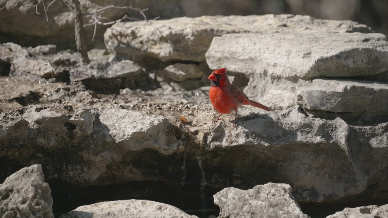 Northern Cardinal perched next to a stream and hopping away - Cardinalis cardinalis