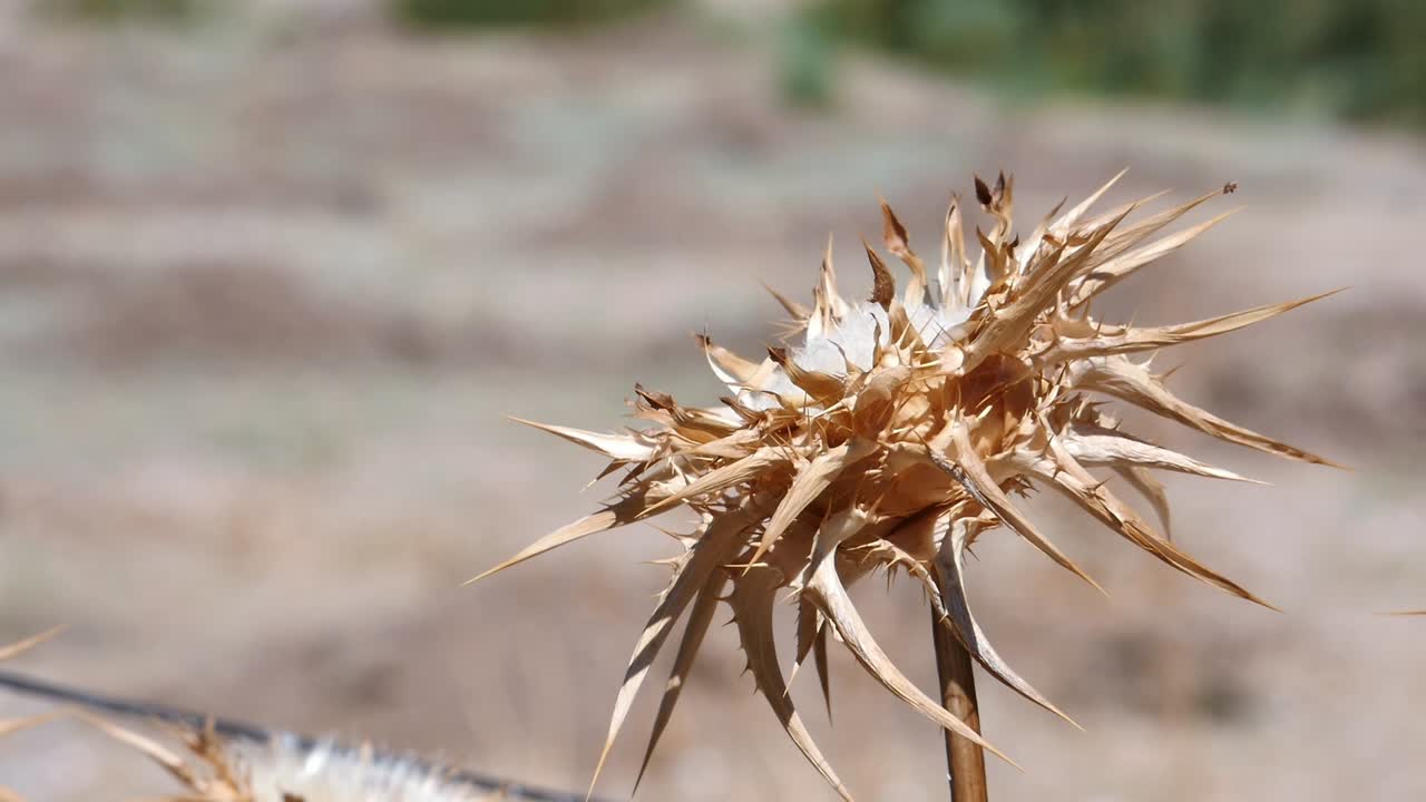 Close-up of the spiny fruit of Xanthium strumarium (large puncturevine). Shows the detail of this agricultural weed considered invasive