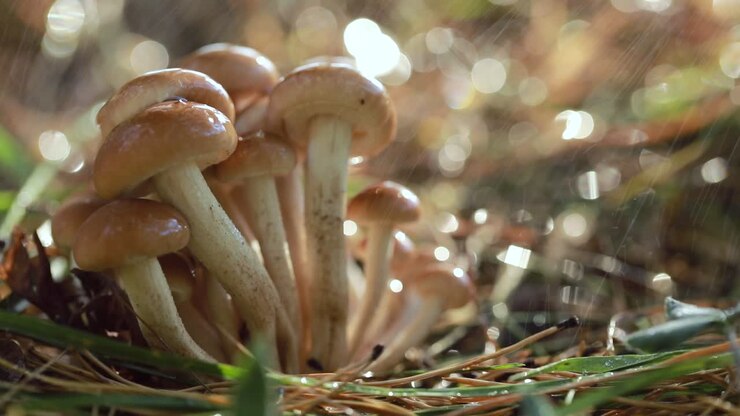 Armillaria Mushrooms of honey agaric In a Sunny forest in the rain.