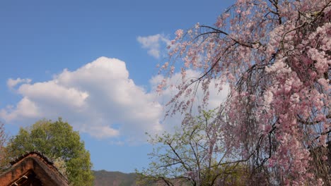 las flores de cerezo en pleno florecimiento y el cielo azul con hermoso rosa