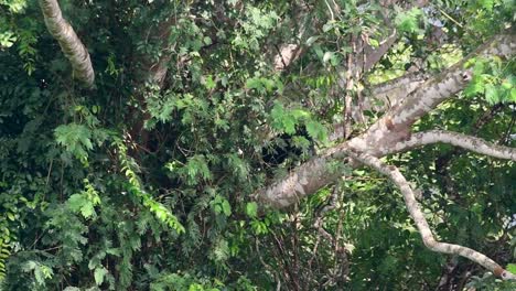 El-Oso-Negro-Asiático-Bajando-De-Un-árbol-Fructífero,-Ursus-Thibetanus,-También-Se-Llama-Oso-Negro-Asiático