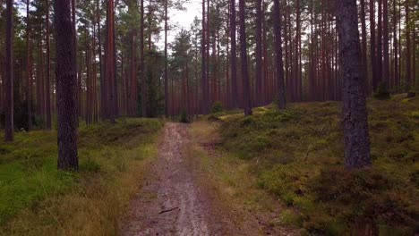 Wild-pine-forest-with-green-moss-and-heather-under-the-trees,-slow-aerial-shot-moving-low-between-trees,-forest-road,-sunny-autumn-day,-sunrays-and-shadows,-wide-angle-drone-shot-moving-forward