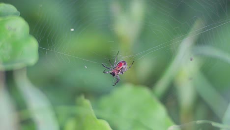 primer plano de una araña tejedora de orbes alpaida versicolor