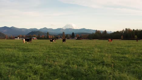 tiro de camión de vacas pastando en una granja lechera de pasto abierto en el estado de washington con el monte más lluvioso y las estribaciones de la cascada en el fondo