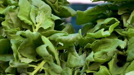 fresh spinach on display for sale at free fair