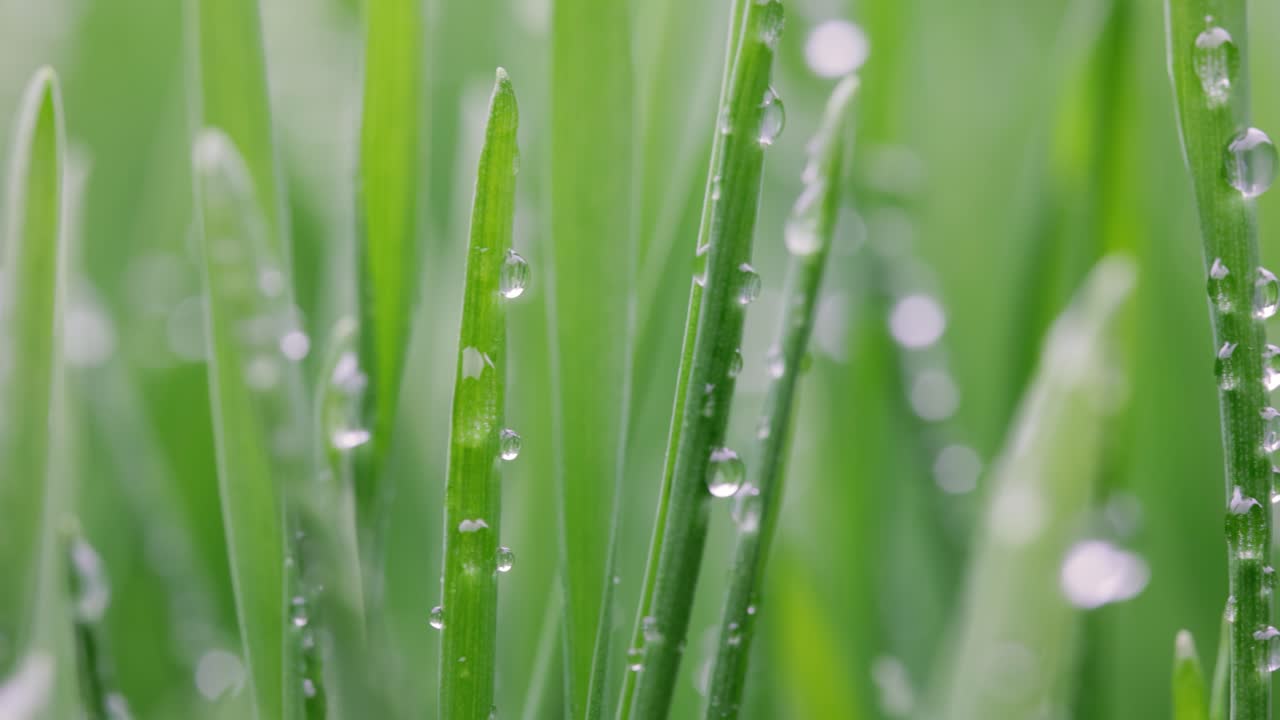 녹색 잔디 클로즈업 슈퍼 매크로 촬영.