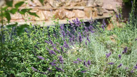 Flores-De-Lavanda-Frente-A-Cascada-Rocosa,-Cámara-Lenta