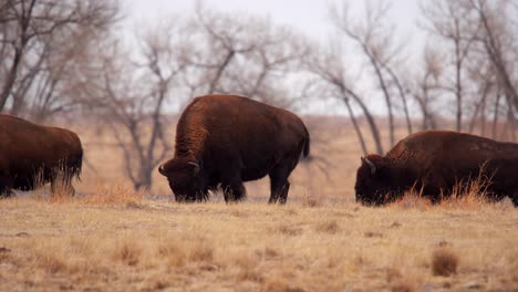 Manada-De-Bisontes-Americanos-En-El-Refugio-Nacional-De-Vida-Silvestre-Del-Arsenal-De-Las-Montañas-Rocosas