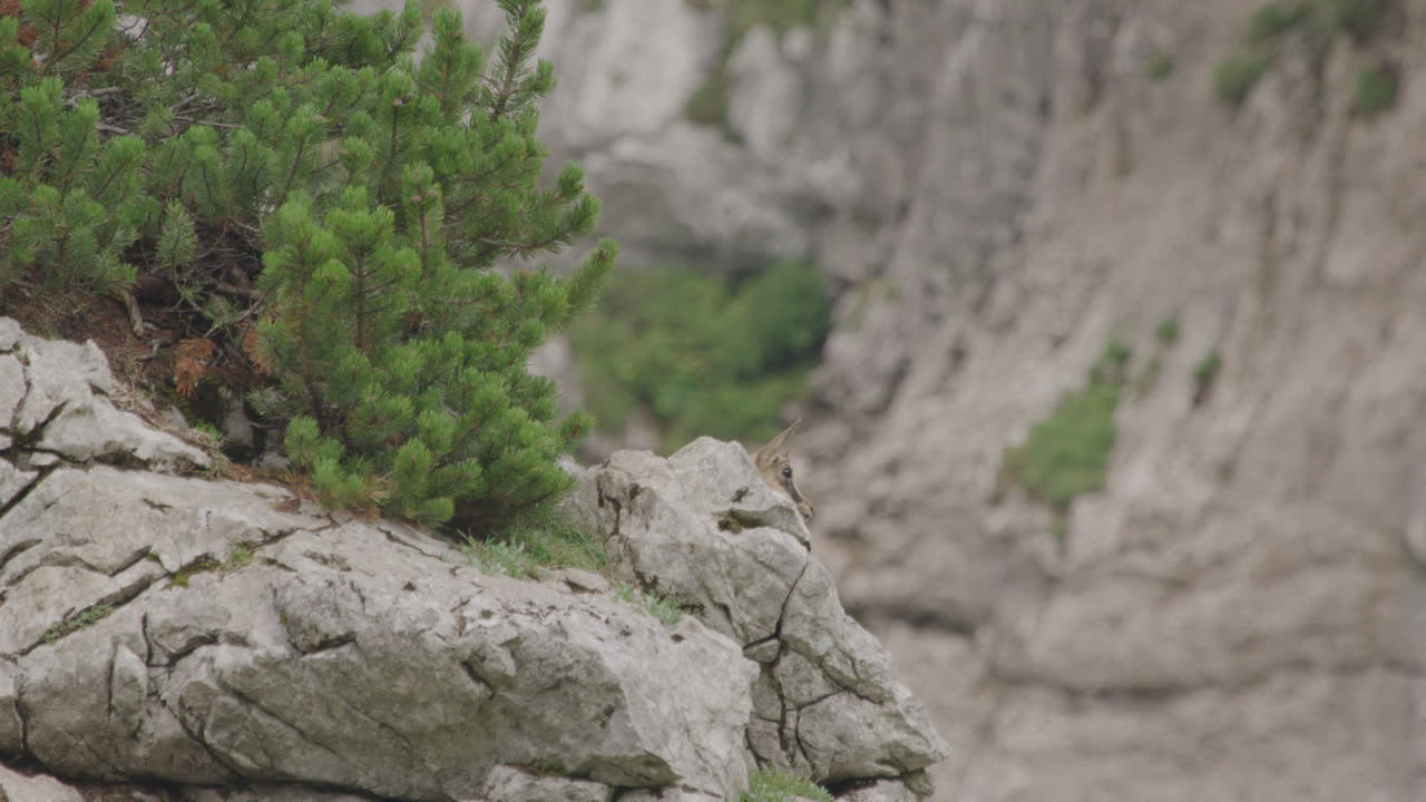 Primer plano: Crías de rebeco trepando por una roca en lo alto de las montañas.