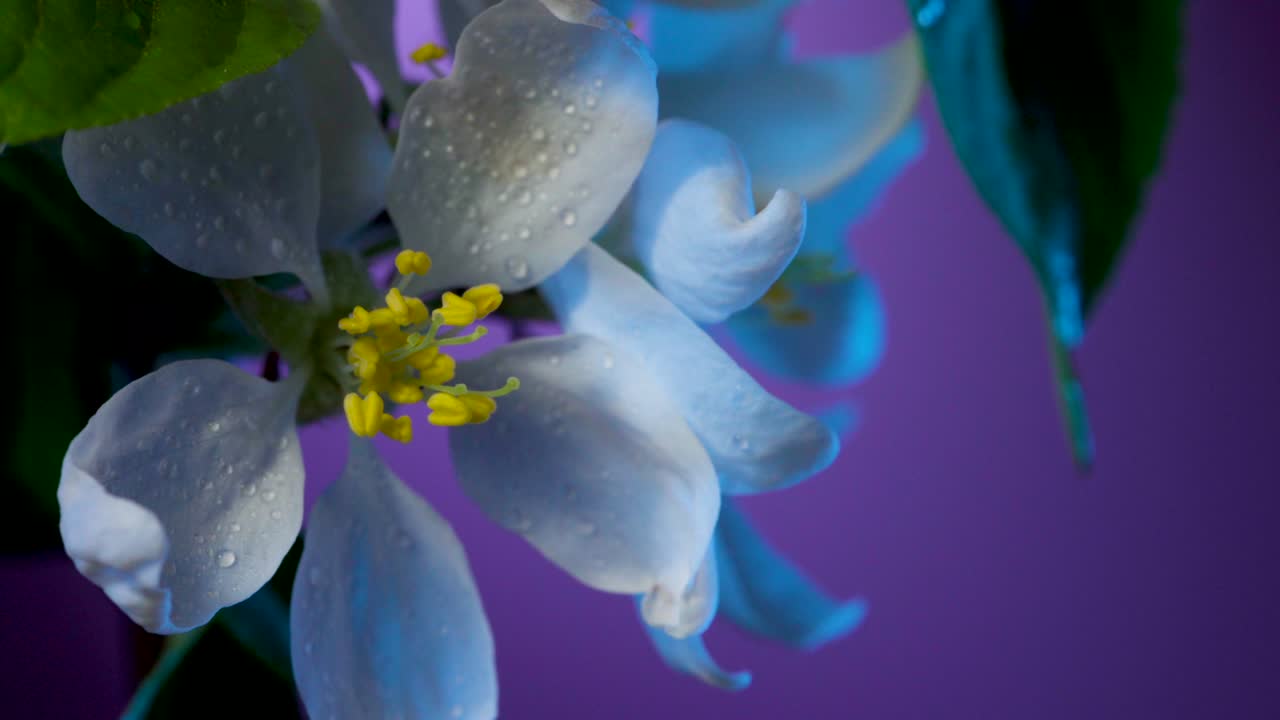 flor de árbol de manzana cubierta con gotas de rocío macro