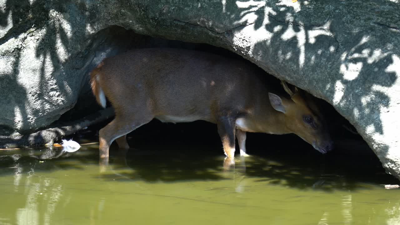 A Formosan Reeves Muntjax Hiding in the shades