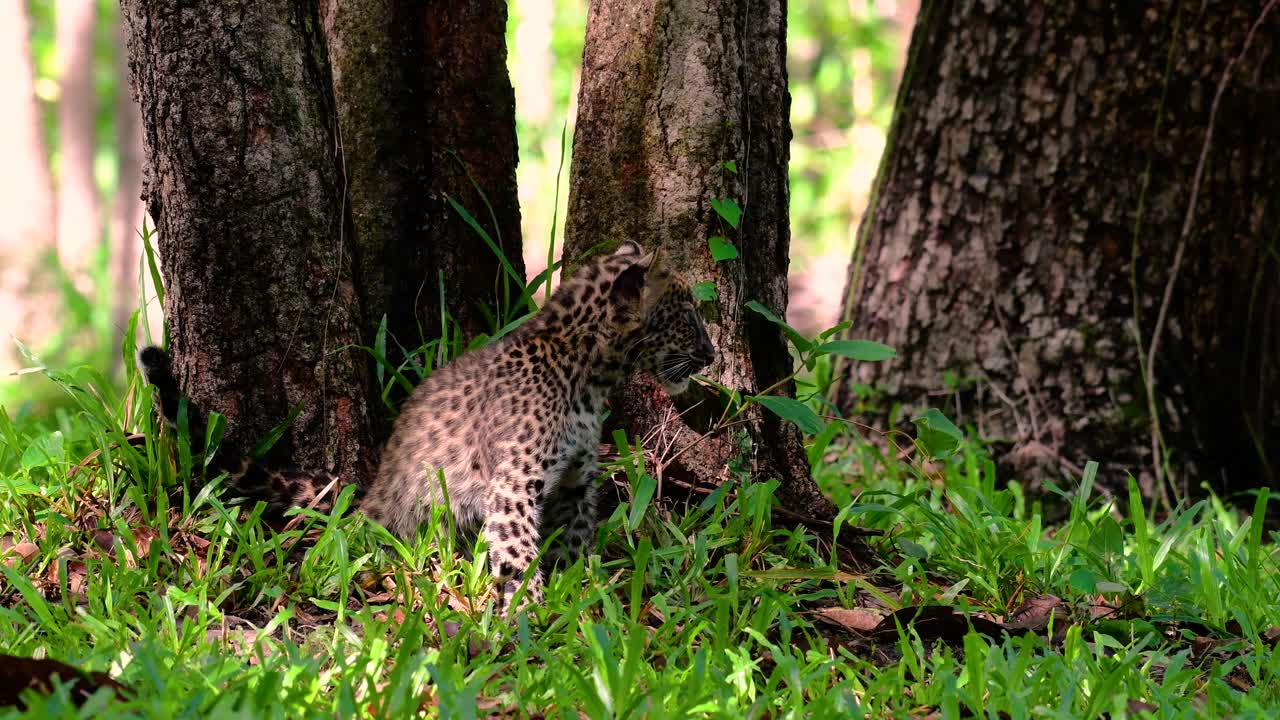 Çinhindi Leoparı savunmasız bir türdür ve Tayland'ın büyük kedilerinden biridir