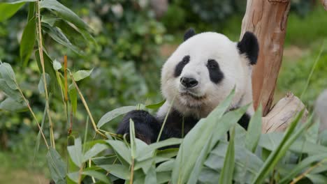 panda eating bamboo