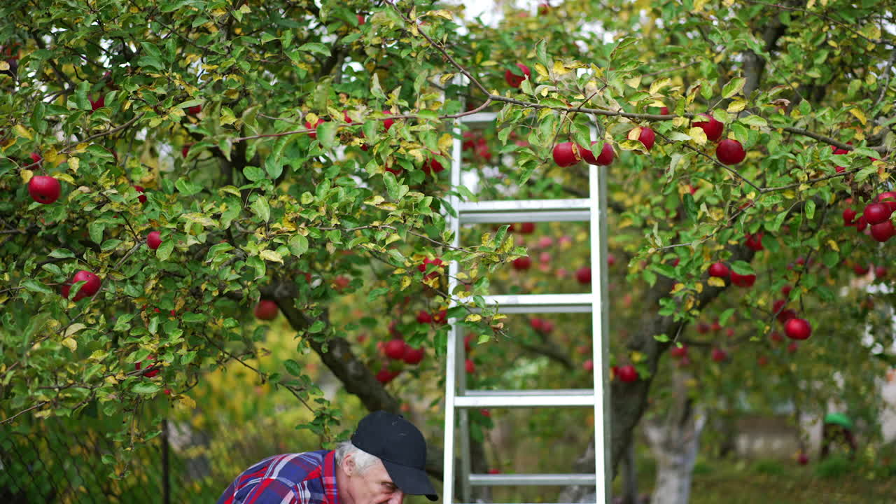 Man walks under the green tree full of red apples. Farmer moves the ladder under the tree. Apple garden in harvest season.