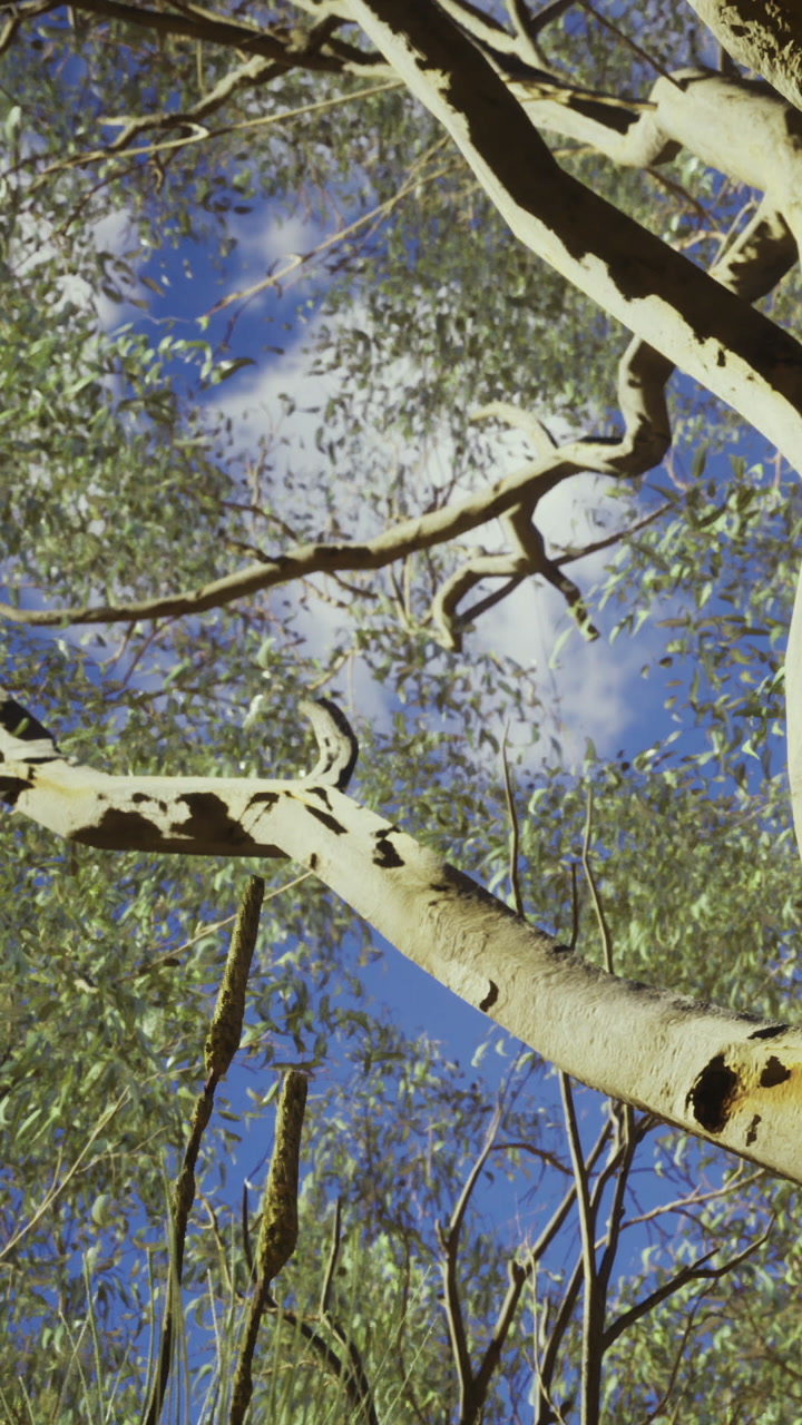 Twisted branches reach towards the vibrant blue sky in a forest scene