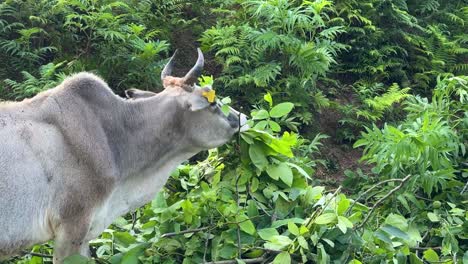 Grauer-Büffel,-Der-Im-Wald-Weidet,-Stier,-Tier-Im-Ländlichen-Leben,-Landschaft-Im-Iran,-Hyrkanische-Natur,-Bergwaldlandschaft-In-Natürlicher-Umgebung,-Kulturerbe,-Die-Menschen-Vor-Ort-Sind-Landwirte-Und-Züchten-Vieh