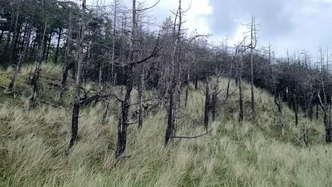 Newborough-Wald,-Küstenerosion,-Zerstörung,-Schäden-An-Waldbäumen-Entlang-Der-Sandigen-Küste-Von-Anglesey
