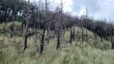 erosión costera del bosque de newborough daño devastador a los árboles de los bosques a lo largo de la costa arenosa de anglesey