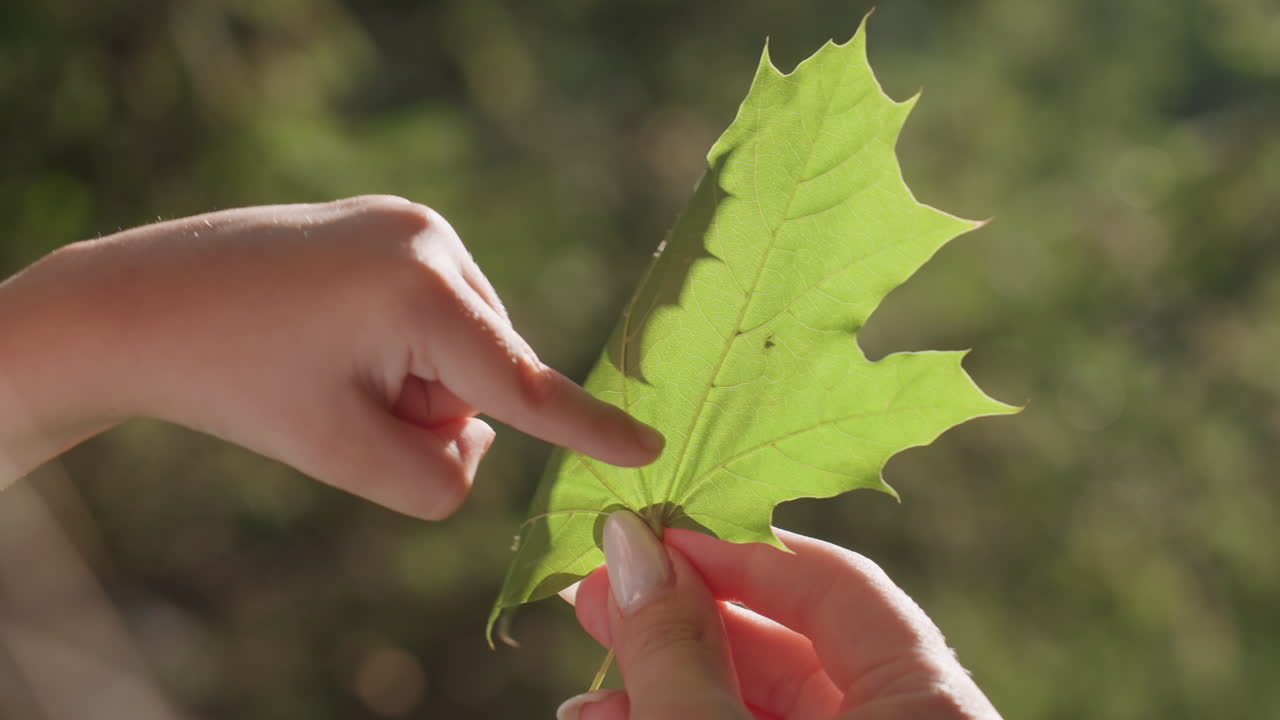 Child and adult hands hold leaf in park, closeup of fingers touching vein and texture, backlit green translucence, playful family weekend discovery and tender outdoor learning moment