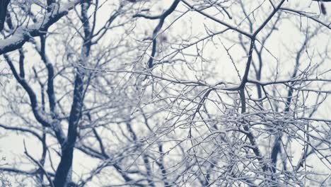 Primera-Nieve-Blanca-Pura-Que-Cubre-Las-Ramas-Oscuras-Enredadas