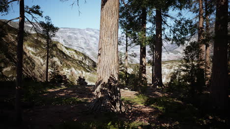 scale of the giant sequoias of sequoia national park