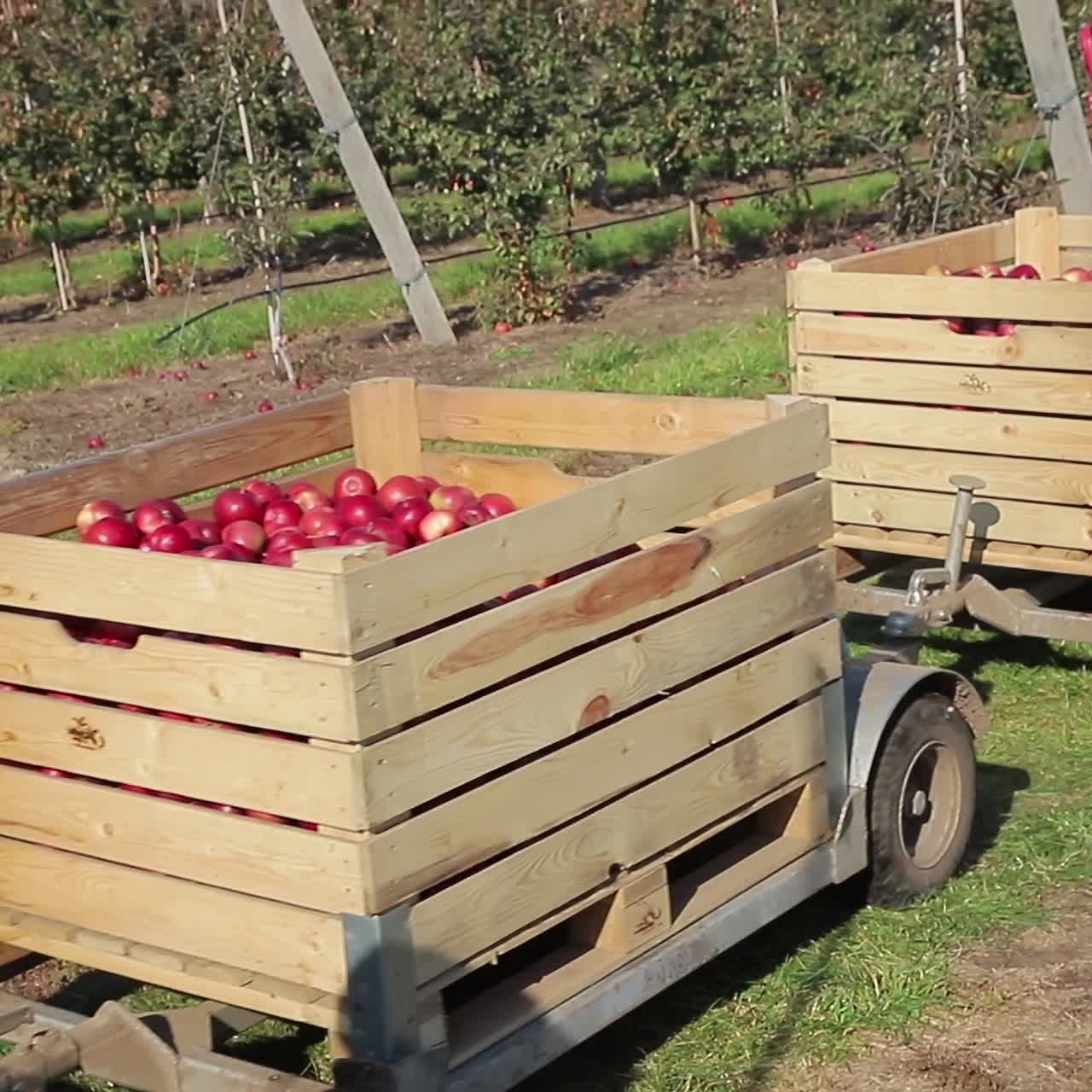 Tractor loaded up with bins of freshly picked apples as they move from the orchard to a packhouse. Apple harvest.