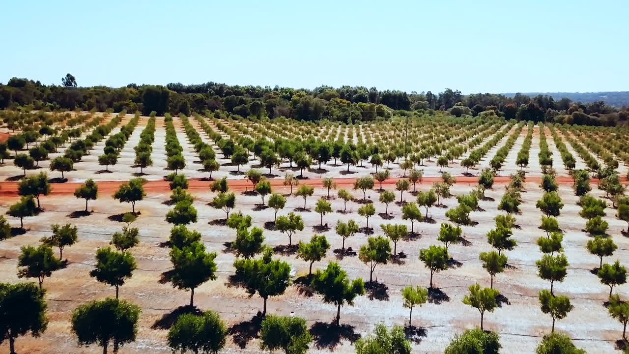 dron de granja de olivos de australia occidental por película de taylor brant