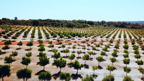 Westaustralische-Olivenbaumfarm-Drohne-Von-Taylor-Brant-Film