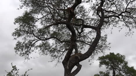 Statische-Ansicht-Eines-Leoparden,-Der-Im-Baum-Vor-Bewölktem-Himmel-Schläft