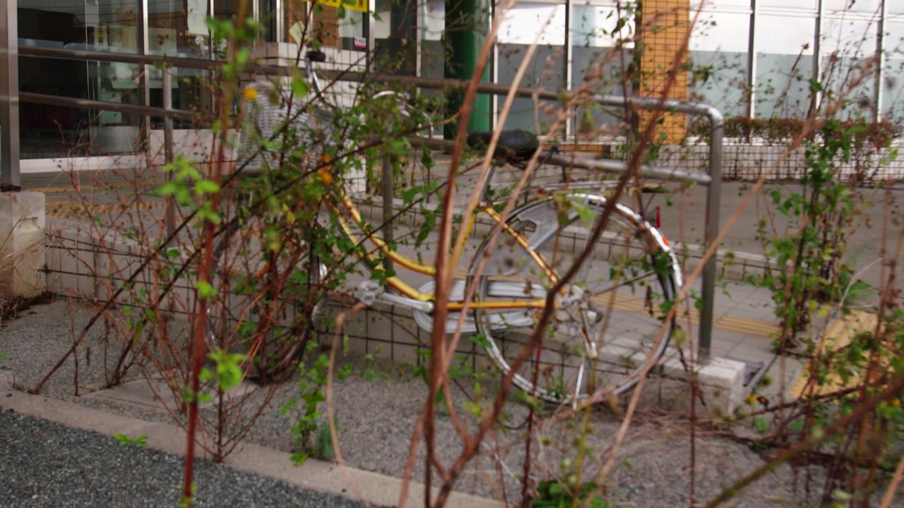 Bicicletta gialla parcheggiata dietro cespugli incolti all'ingresso di un edificio.