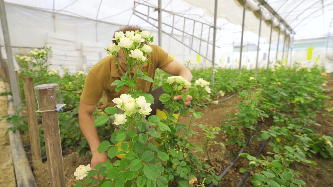 젊은 꽃가게가 장미 온실에서  ⁇ 고 있습니다.