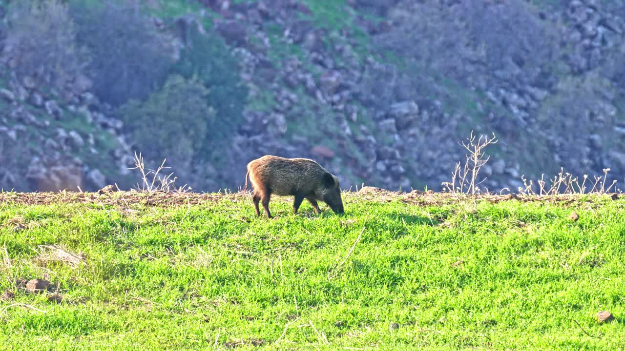young wild boar grazing on fresh grass in spring in the Golan Heights