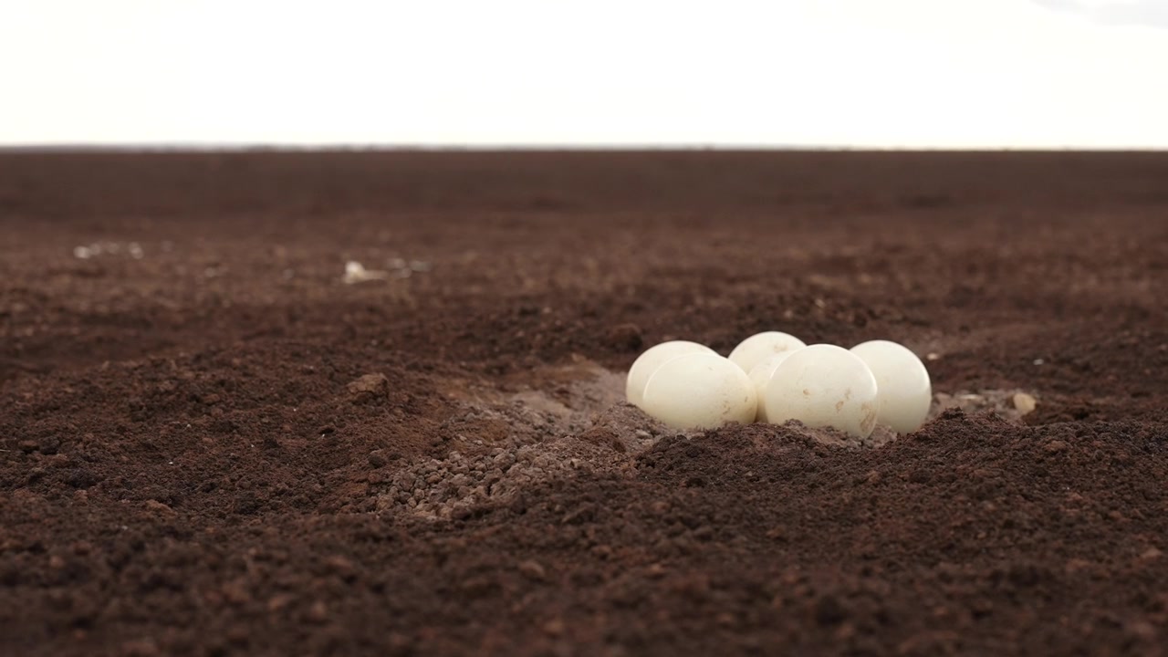 野生のダチョウの卵｜自然界での珍しい営巣の瞬間